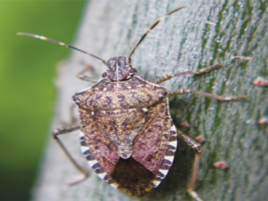 Brown Marmorated Stink Bug.