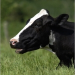 Research into cow fertility