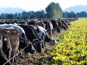 Knewe-Mg provides the first real step in practical on-farm greenhouse gas mitigation, says Graeme Coles.