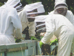 Beekeepers in parts of the country badly hit by Cyclone Gabrielle and other storms are still struggling to get access to their hives.