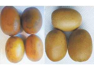 Damaged fruit on the left vs saleable fruit on the right.