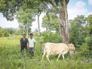 For the first time in their lives, Sri Lankans Nalayini and Chinniah were earning enough money to eat three meals a day and pay for their kids' education - thanks to one cow and a lot of hard work.