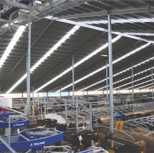 Putting the machine into milking in  south Canterbury