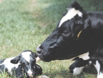 Tips for successful calving