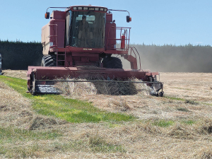Canterbury arable farmers face heavy losses after stormy January wreaks havoc