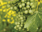 New Grape Marketplace Launches as NZ Wine Industry Faces Tough Conditions