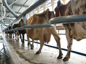 The key to improving efficiency is to use a consistent milking routine for all milkers.