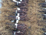 Graded bud wood.