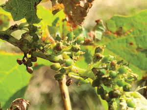 Hail damage in Hawke’s Bay vineyard.