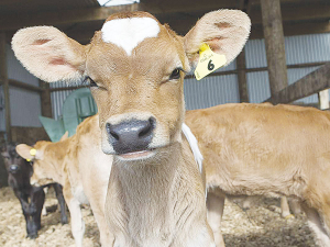 While lavender might have health benefits for people, they don’t work on calves, says MPI.