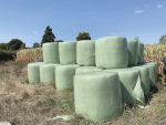 There are several ways to limit losses from silage while feeding out.