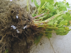 Mealy bugs were found not only on the ground cover plants, but also on the roots and surrounding soil.
