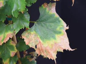 Xylella fastidiosa infection in Chardonnay. Photo credit Lindsey Burbank USDA-ARS.