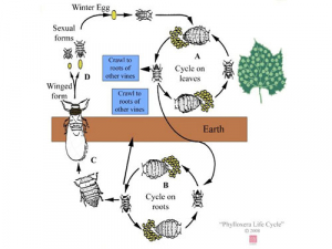 The circle of death - Phylloxera strikes in Martinborough