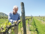 Trevor Lupton inspecting a powdery mildew fungicide trial in a Gisborne vineyard in spring 2015. Picture by Justine Tyerman.