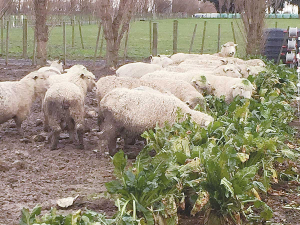 Pregnant ewes feeding on fodder beet during an AgResearch study comparing outcomes with a conventional ryegrass regime. SUPPLIED/AgResearch.
