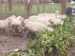 Warnings for wintering ewes on fodder beet