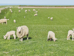 It is recommended to check ewes' udders 4-6 weeks after weaning in order to find the maximum number of affected ewes.