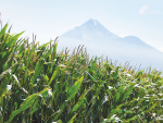 FAO Food Price Index inches up