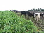 What’s the true cost of winter grazing?
