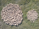 The yield from the 2015-16 field test of fine Econet mesh, left, compared with the yield from control plants, right.