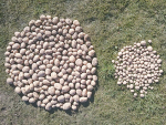 Mesh covers a possible answer to potato pest