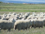 Beef+Lamb NZ is predicting a 26% fall in the average farm profit on sheep and beef farms in the coming year.