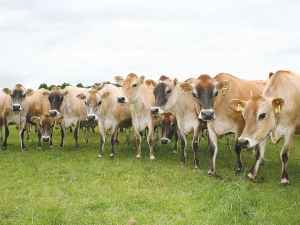 Jersey cows are shown to be more susceptible to Johne’s disease.
