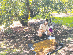 Miguel Tapia, a research engineer with NZ Avocado.