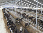 Testing is continuing on 16 Van Leeuwen Dairy Group farms in South Canterbury for the cattle disease Mycoplasma bovis.
