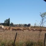  North Island in drought