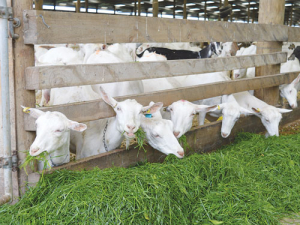 Goats fed freshly cut grass.