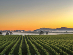 Wine Weather: From Mild La Niña to Potential “Super El Niño” Risk in 2026