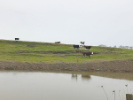 Properties next to or near Regional Council-owned or managed flood protection or drainage assets (such as stopbanks, floodwalls, drains and pump stations) may be in a Bylaw Applicable Area.