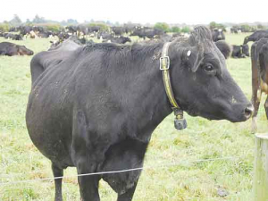 Battery-powered cow collars monitor each animal.