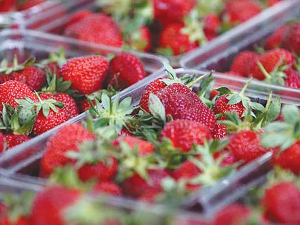 The levy is aimed to help modernise NZ’s $35m strawberry industry.