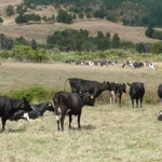 Canterbury faces a long, dry summer.