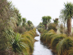 Well-built riparian margins keep contaminants out of waterways.