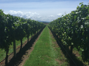 One of the Sauvignon Blanc vineyards in the deficit trial, shows the difference in canopy and undervine weed growth. Deficit irrigation vines are on the left, control vines on the right.