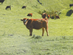 Simmental is a cattle breed that is ticking farmers’ commercial boxes and boosting their bottom lines.