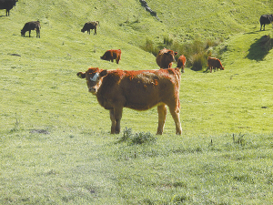 Simmental is a cattle breed that is ticking farmers’ commercial boxes and boosting their bottom lines.