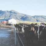 Rural vet bonding scheme full