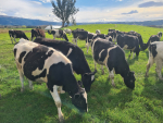Delaware Holstein Friesian stud has evolved from bull sales and show rings to a commercially-focused dairy operation.