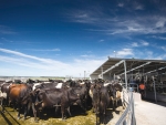 Ngai Tahu’s farms consist of seven units.