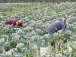 Labour issues impact hort sector