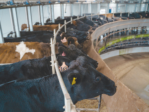 A well transitioned cow will normally produce more milk, have fewer disease issues, and a better reproductive outcome.