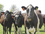 Programme to improve sector&#039;s in-calf rates