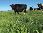 The trial showed nitrate leaching was reduced in pastures containing plantain dry matter.
