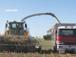 The maize harvest in many regions is being severely hampered by rain and high soil moisture levels.