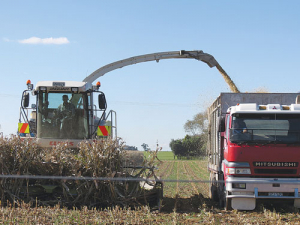 The maize harvest in many regions is being severely hampered by rain and high soil moisture levels.